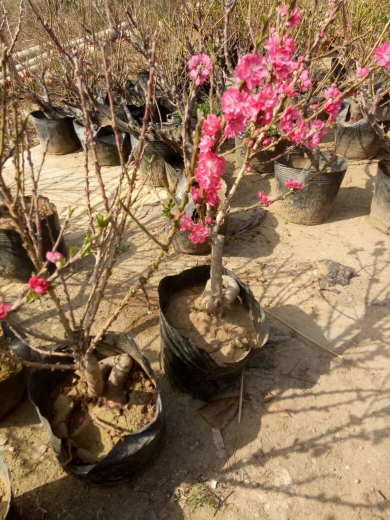 桃树盆景10cm以下