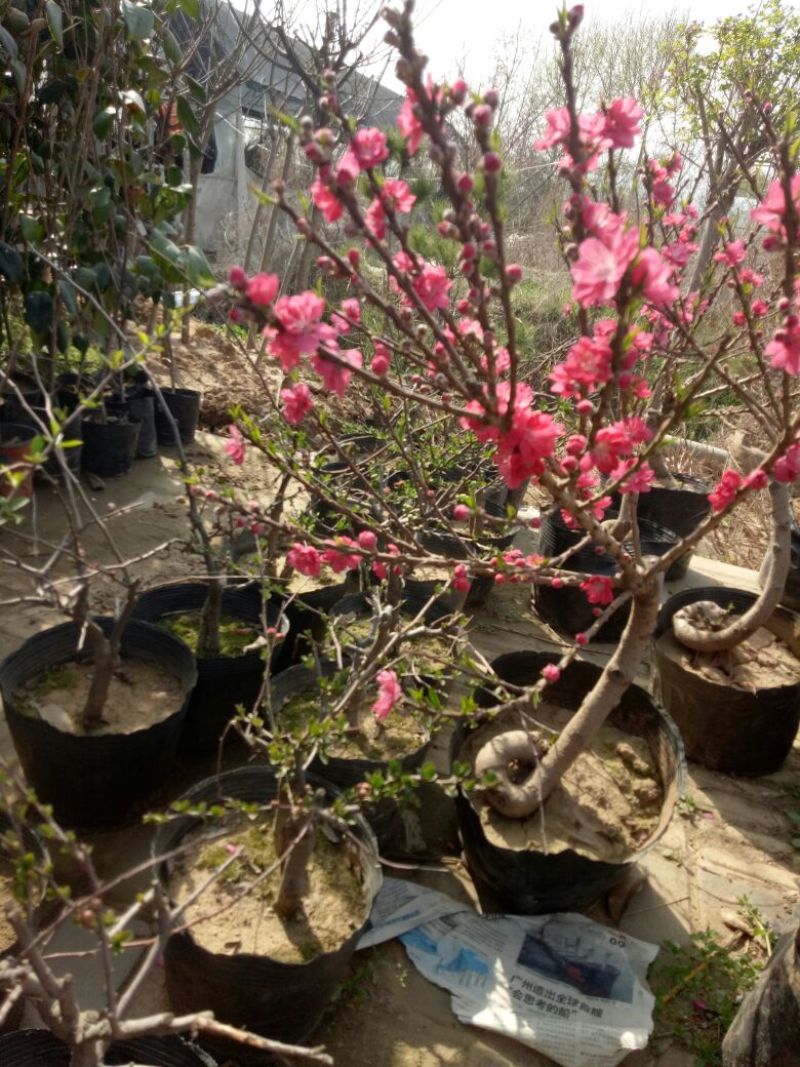 桃树盆景10cm以下