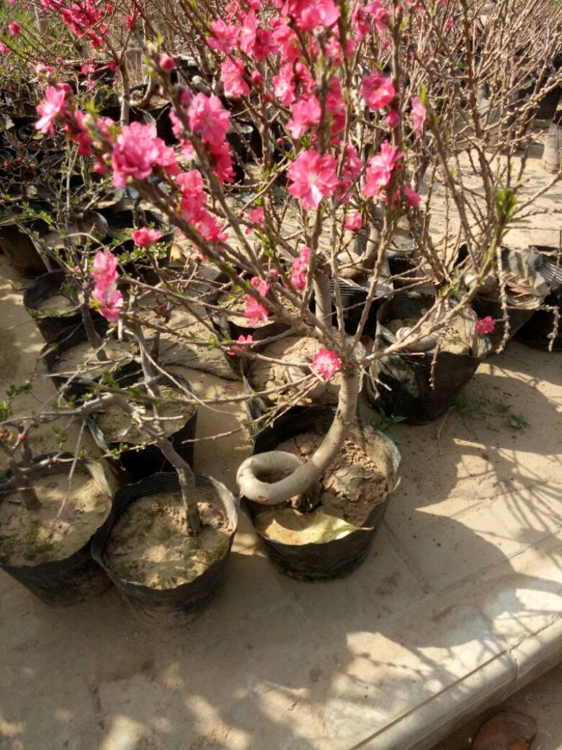 桃树盆景10cm以下
