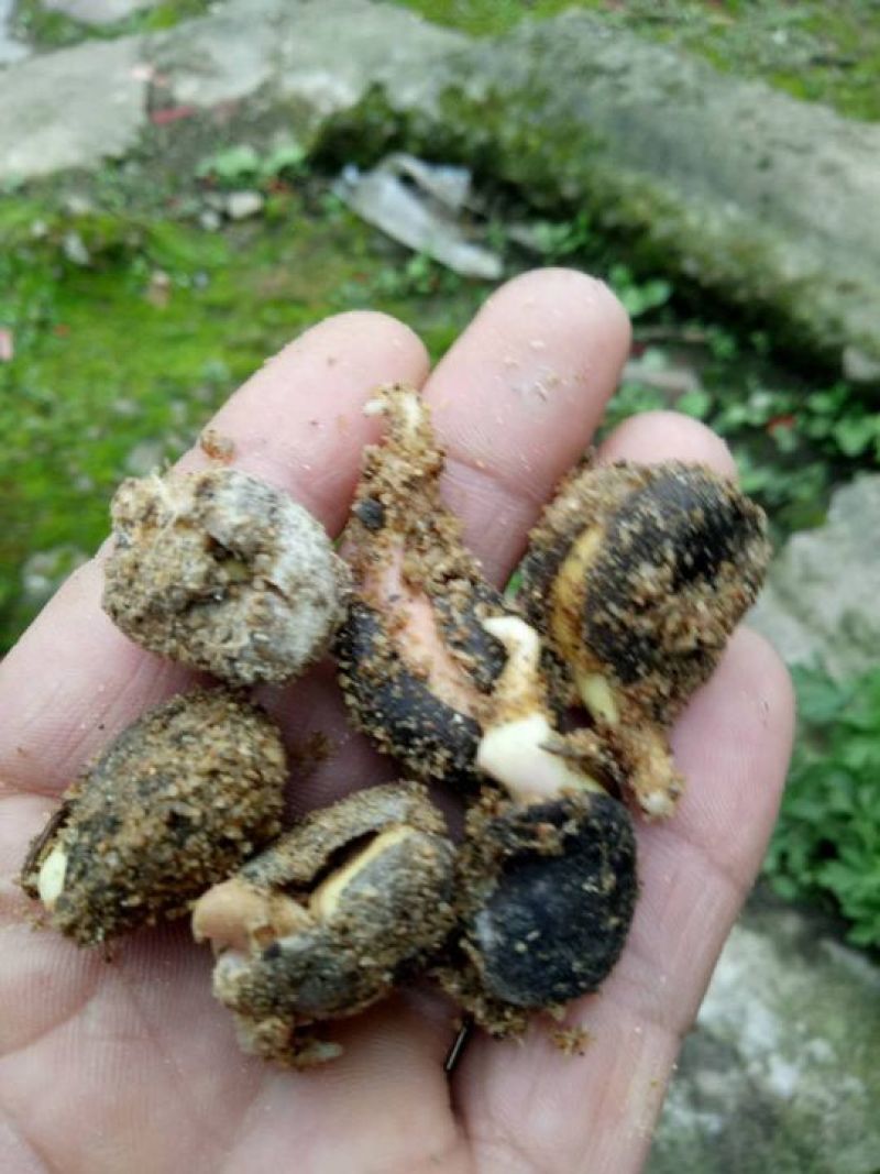 屈头鸡种子