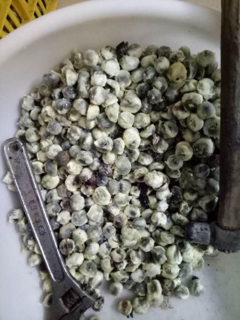 屈头鸡种子