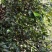 屈头鸡种子