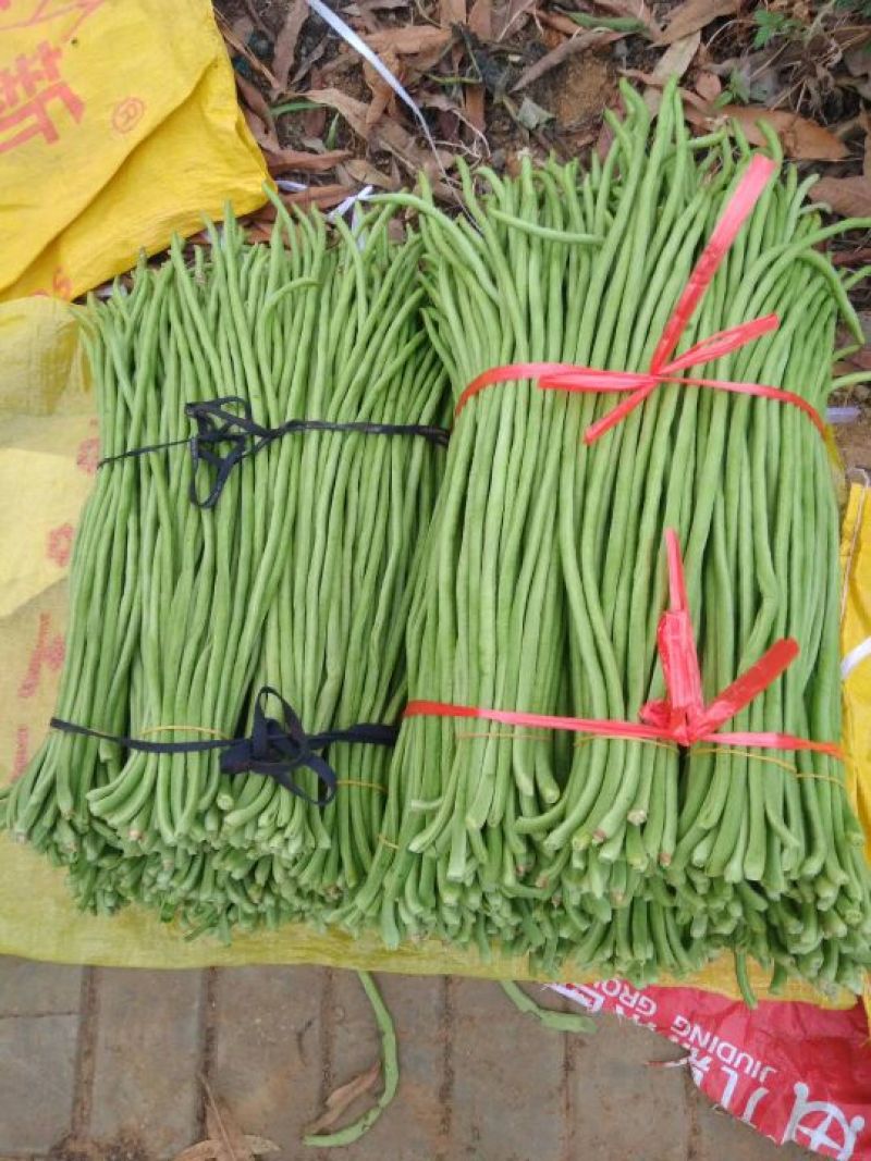 扶绥长青豆，量大从优，专业代办，欢迎各位老板前来收购