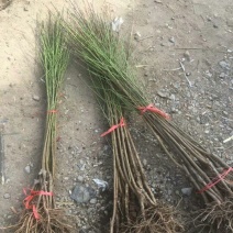 黄金蜜桃4号树苗80cm以上