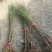 黄金蜜桃4号树苗80cm以上