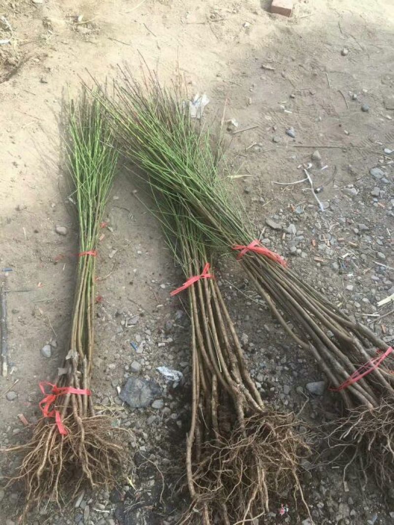 黄金蜜桃4号树苗80cm以上