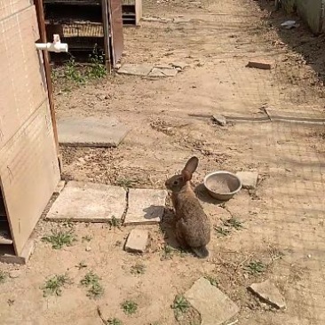 杂交野兔3~5斤种兔