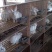 伊拉兔1~3斤种兔