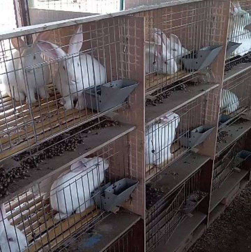 伊拉兔1~3斤种兔