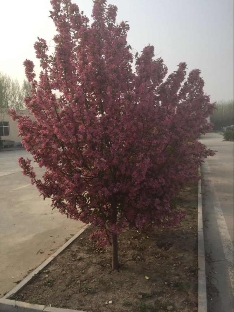 西府海棠4~6cm4cm以下4cm以下