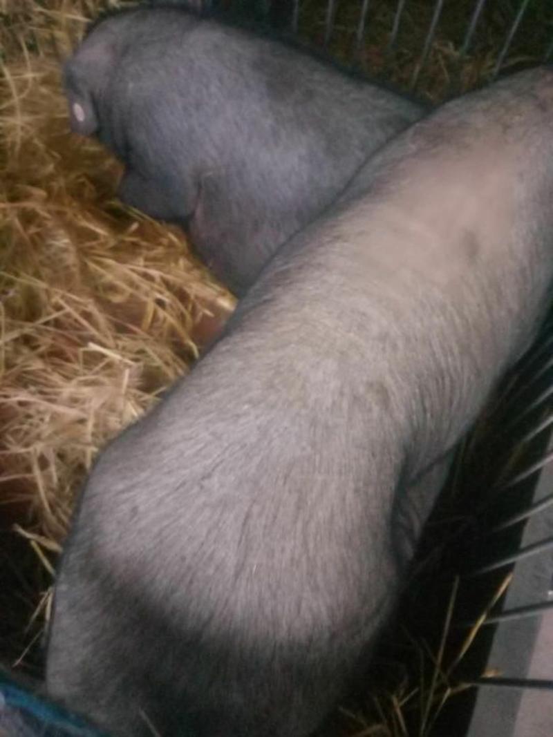 太湖母猪怀孕两个月左右，保证质量，安全到家，专车运输