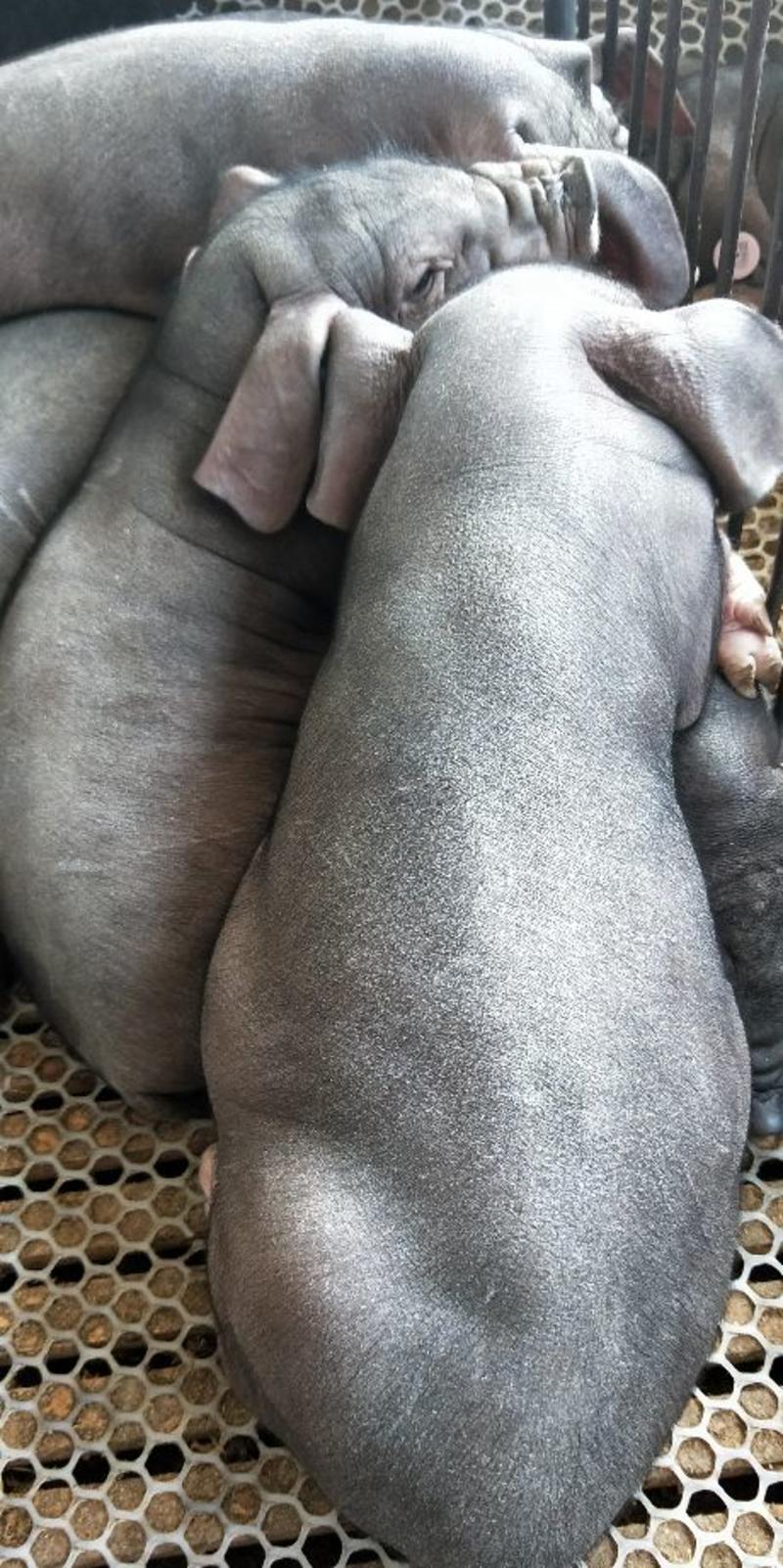 太湖母猪怀孕两个月左右，保证质量，安全到家，专车运输