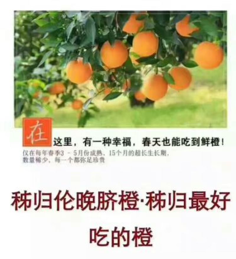 琯溪蜜柚2斤以上产地直销看货采摘保质保量