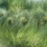 金乡红毛蒜薹精品70cm以上