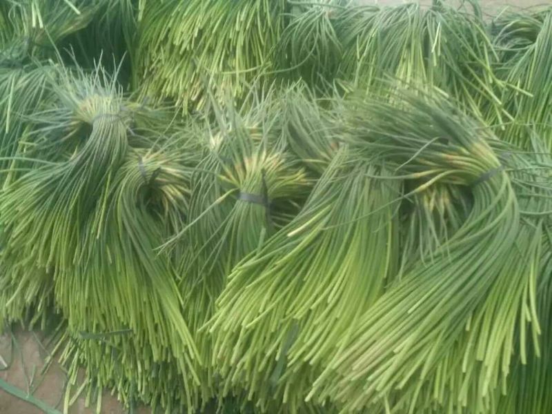 金乡红毛蒜薹精品70cm以上