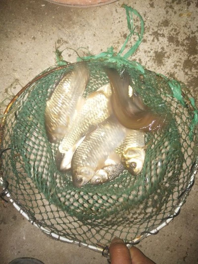 白鲫食用