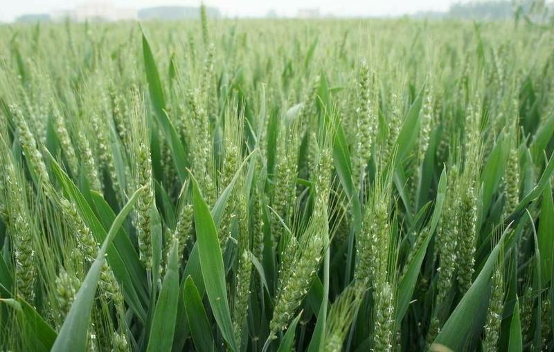 小麦【西农979】磨面粉专用小麦大量供应