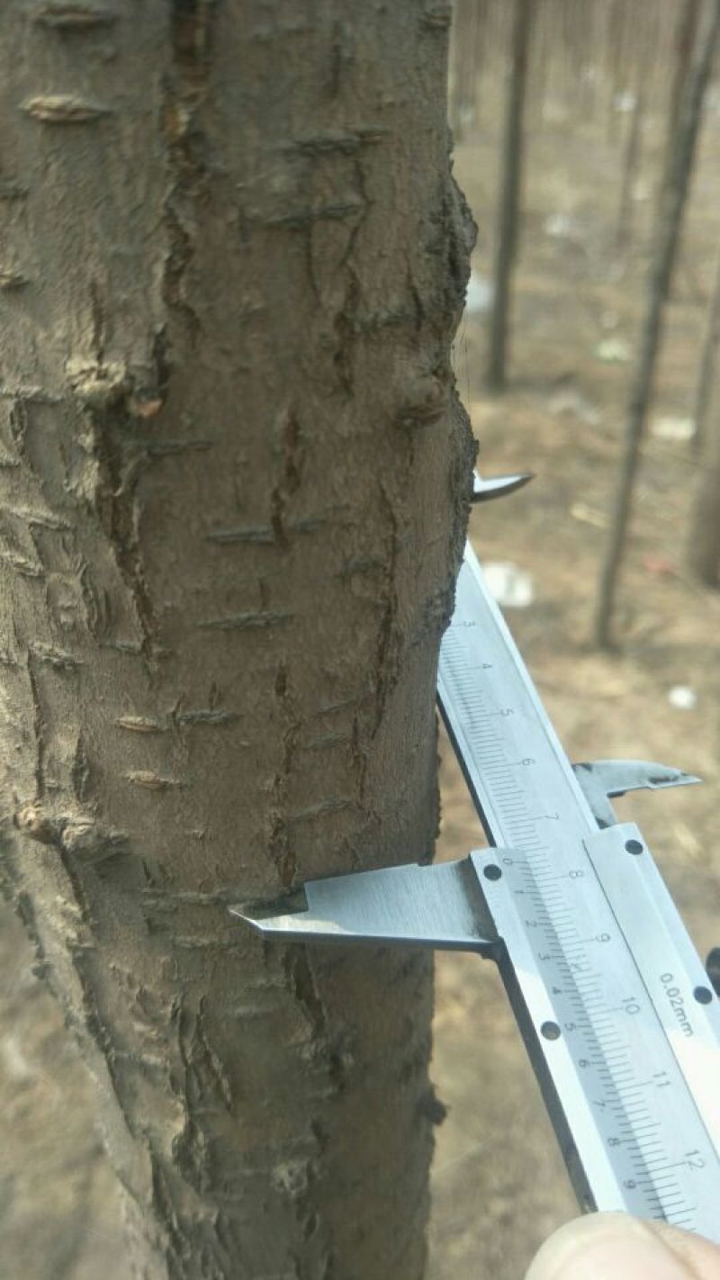 榆树4~6cm4~6cm2.5~3m