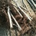 榆树4~6cm4~6cm2.5~3m
