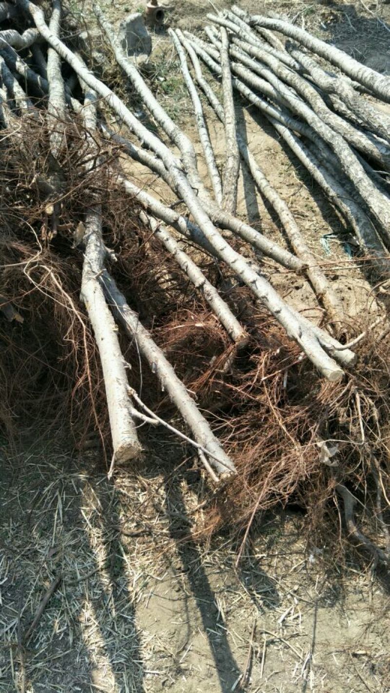 榆树4~6cm4~6cm2.5~3m