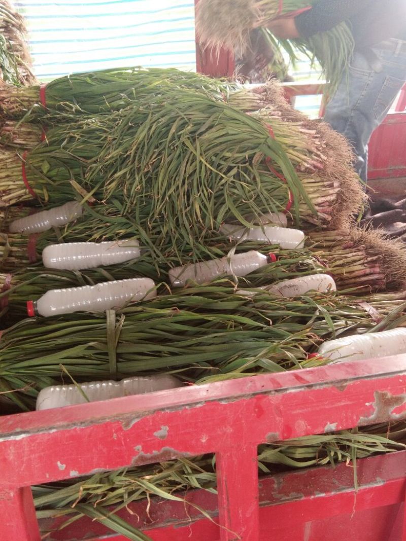 精品红根蒜苗45~50cm根红叶绿，集中上市价格便宜