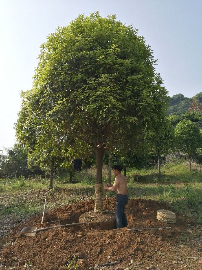 八月桂苗八月桂，精品桂花树