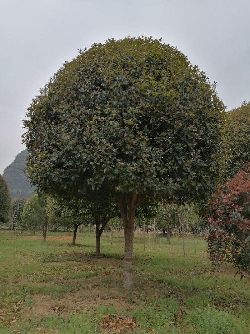 八月桂苗八月桂，精品桂花树