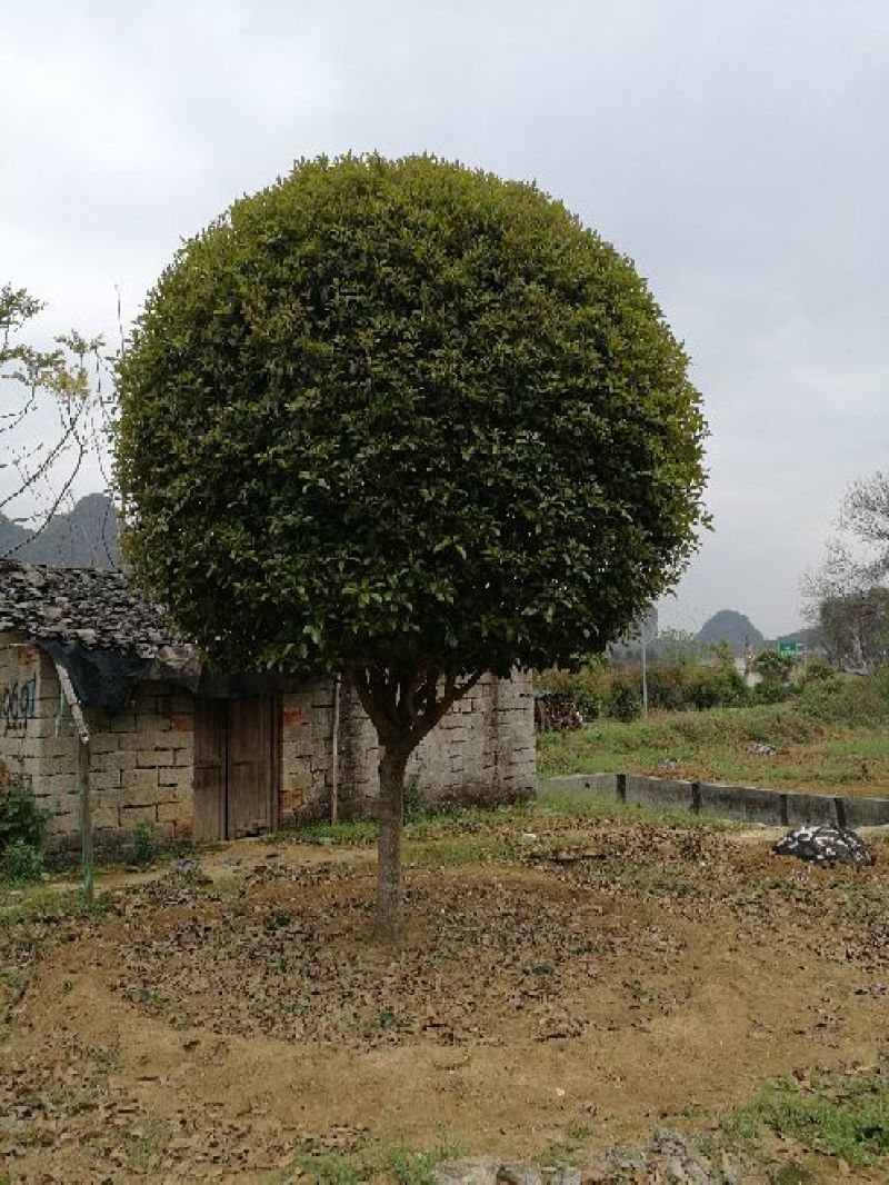 八月桂苗八月桂，精品桂花树