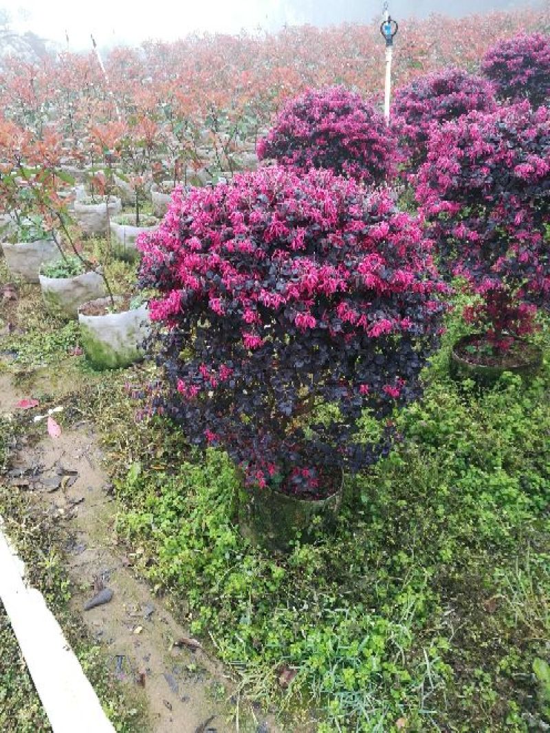 红花继木2~4cm4cm以下0.5~1米