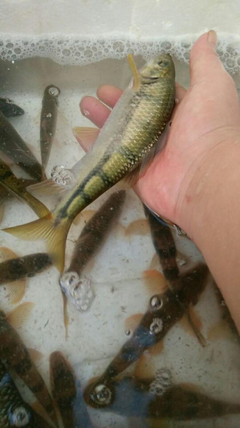 石斑鱼0.5~0.7公斤/尾食用
