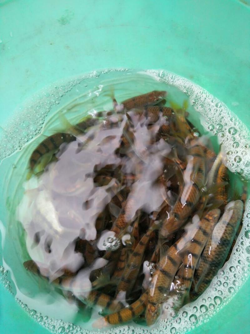 石斑鱼0.5~0.7公斤/尾食用
