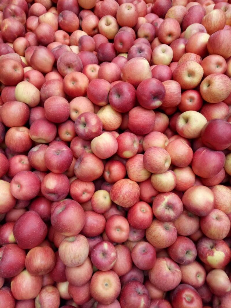 红富士苹果产地批发红富士苹果产地一手货源果园现摘