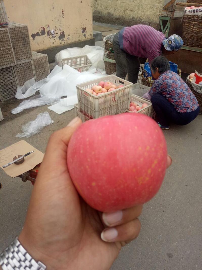 红富士苹果产地批发红富士苹果产地一手货源果园现摘