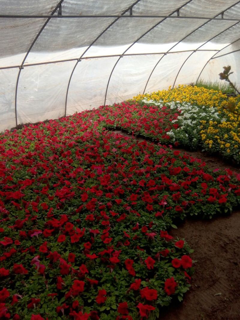 蝴蝶花草花盆栽带盆栽好基地直销欢迎选购