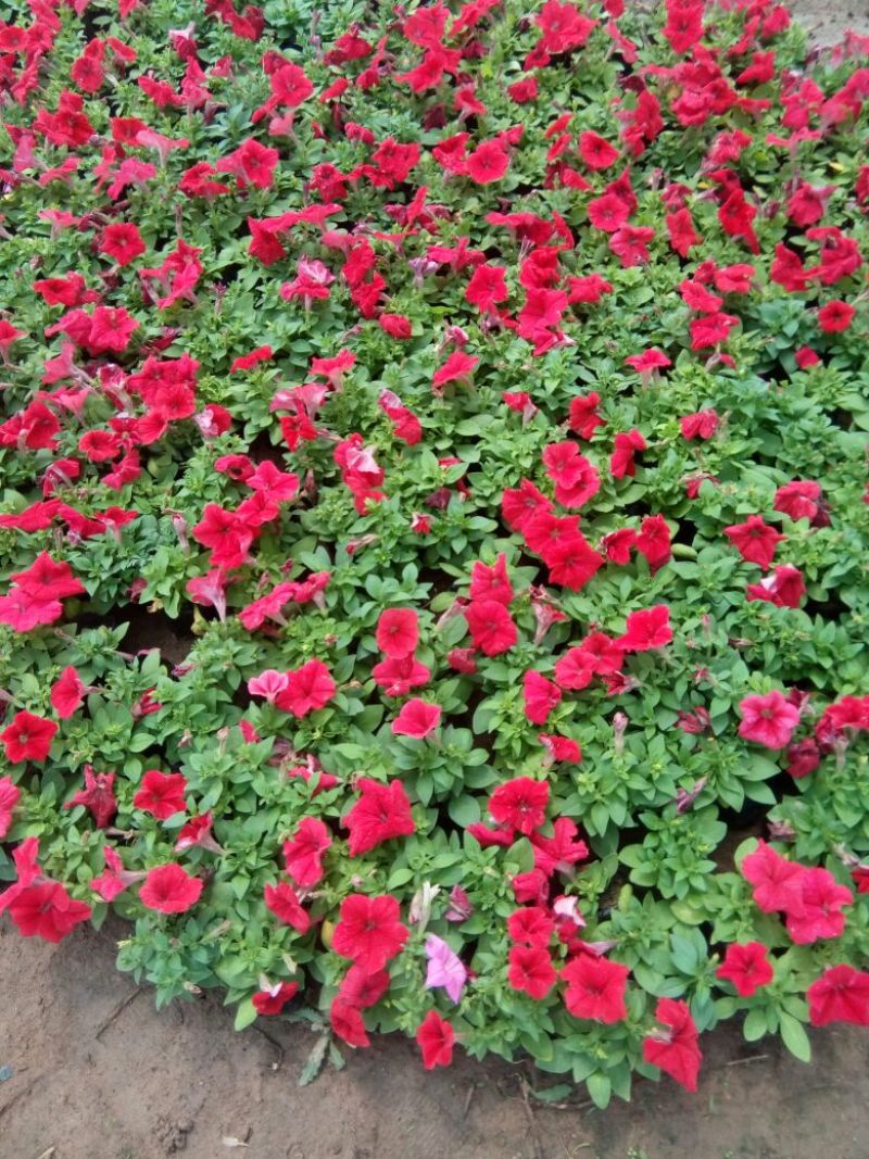 蝴蝶花草花盆栽带盆栽好基地直销欢迎选购