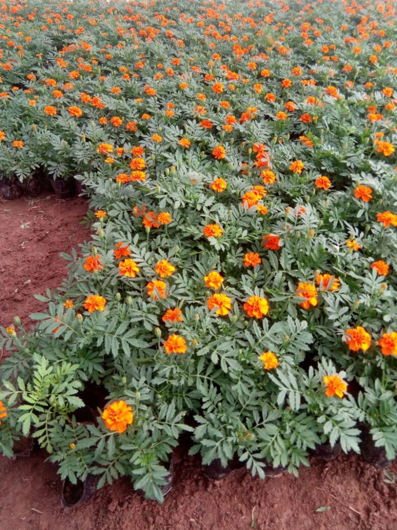 蝴蝶花草花盆栽带盆栽好基地直销欢迎选购