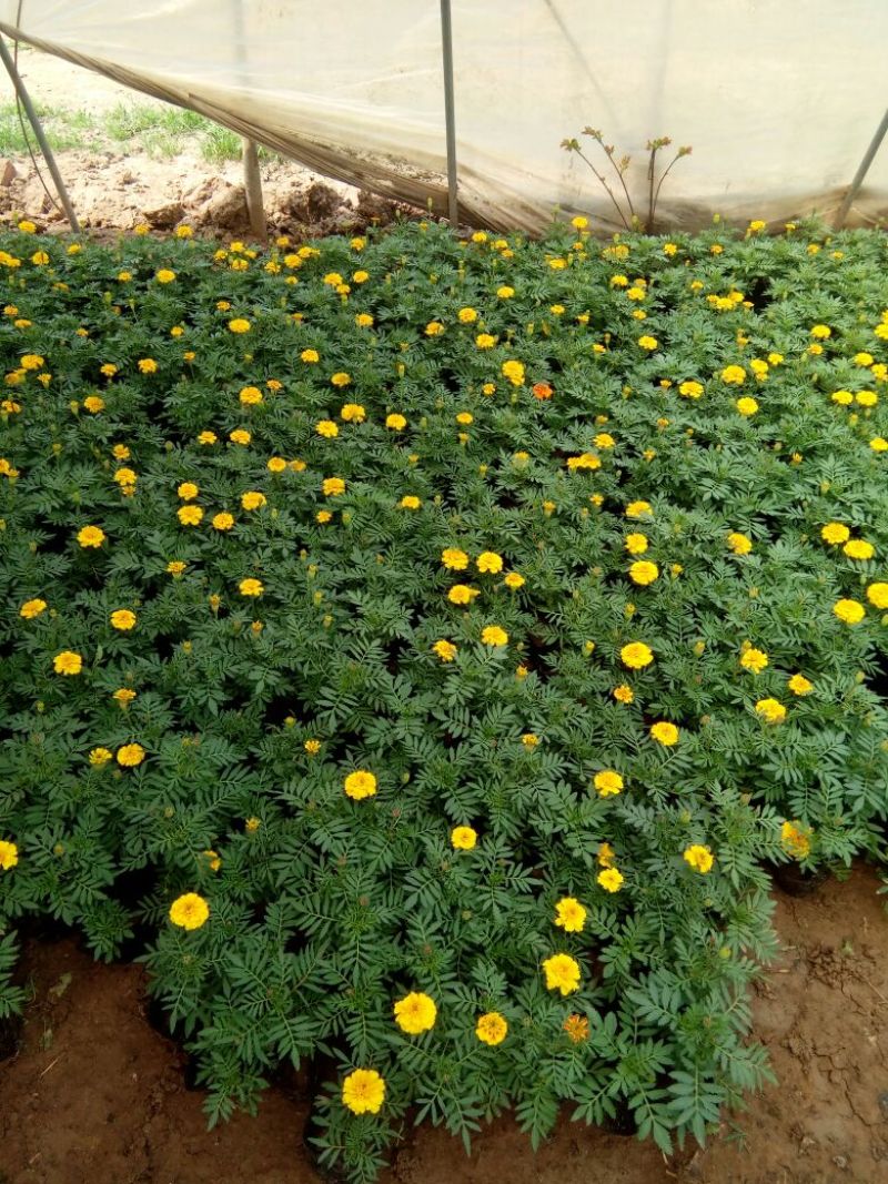 蝴蝶花草花盆栽带盆栽好基地直销欢迎选购