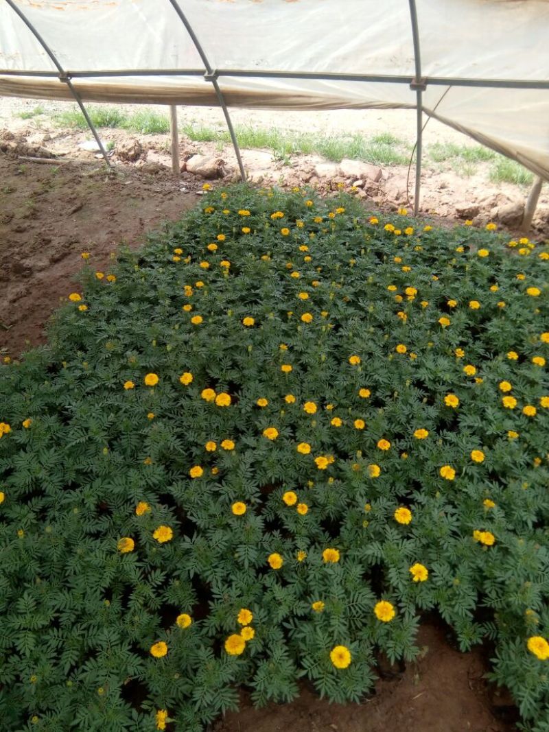 蝴蝶花草花盆栽带盆栽好基地直销欢迎选购