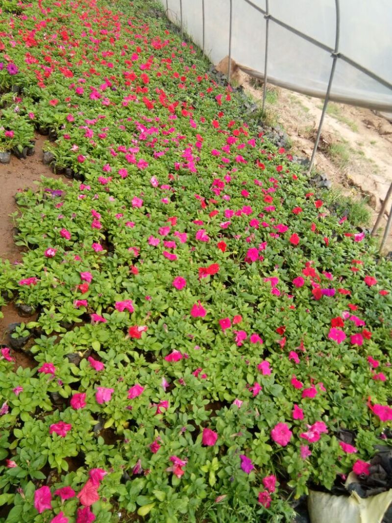 蝴蝶花草花盆栽带盆栽好基地直销欢迎选购