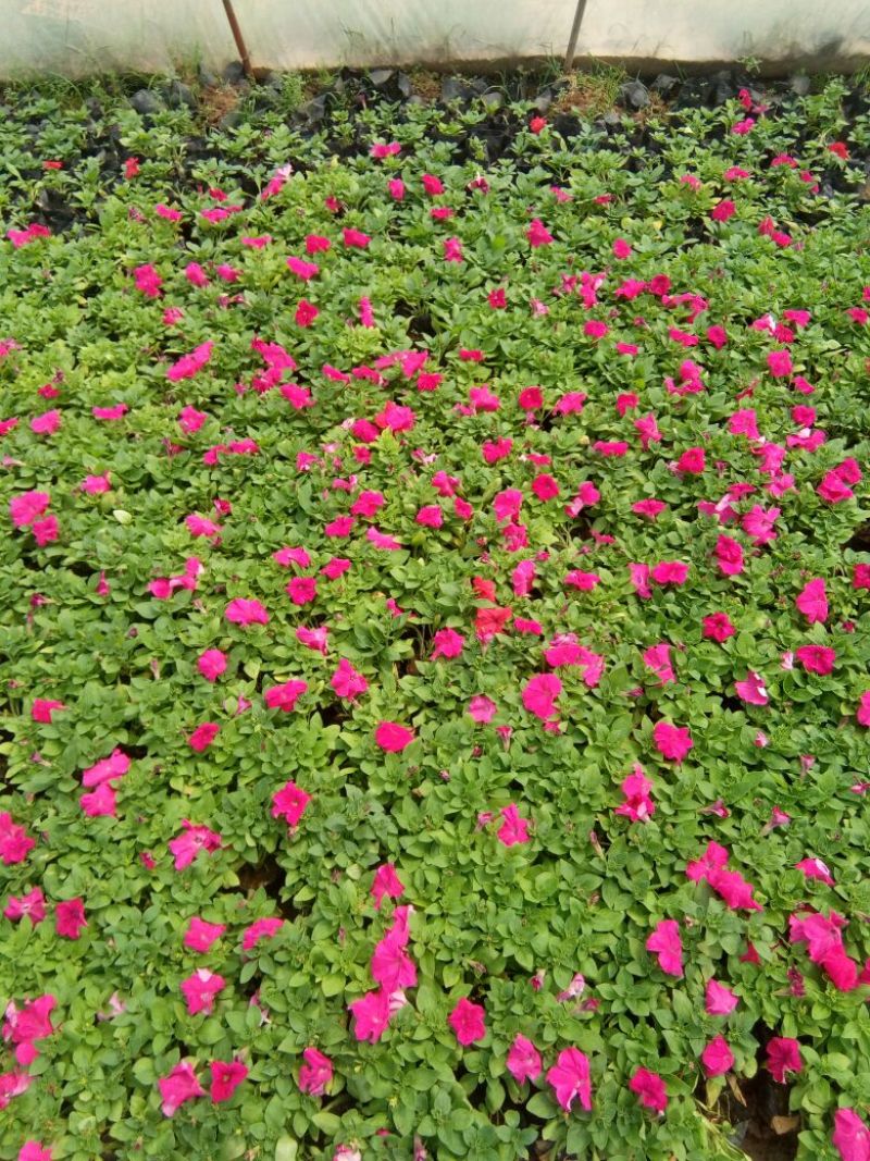 蝴蝶花草花盆栽带盆栽好基地直销欢迎选购