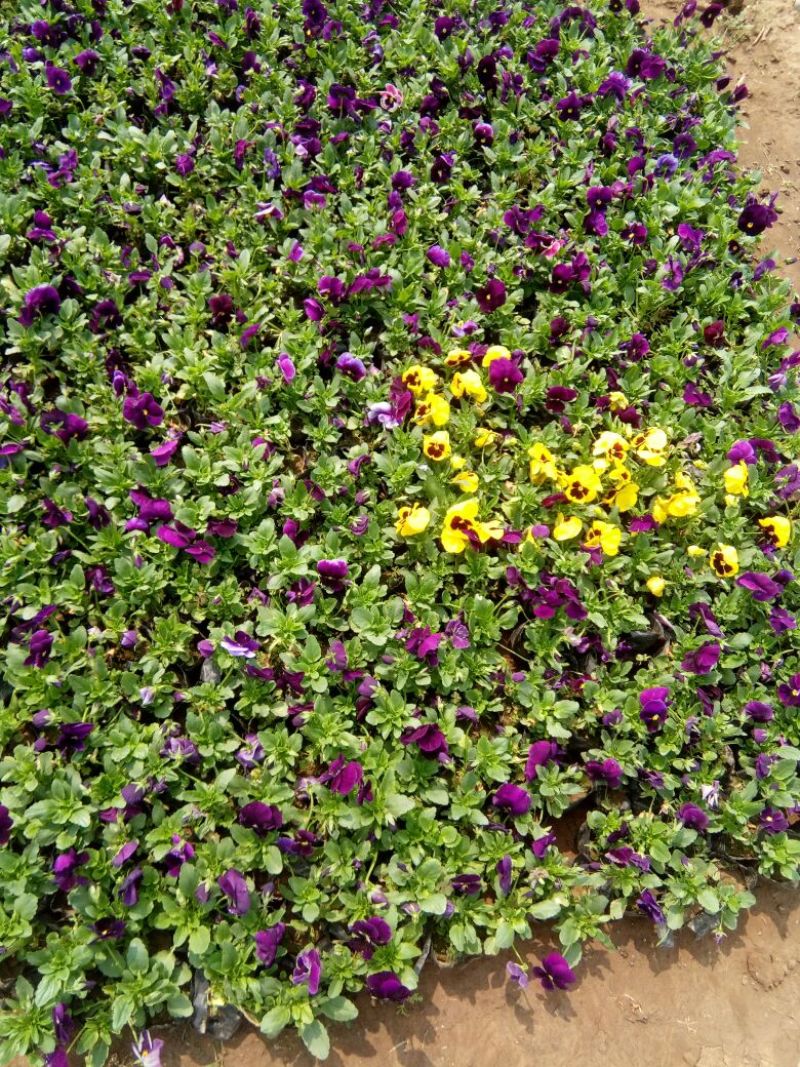 蝴蝶花草花盆栽带盆栽好基地直销欢迎选购