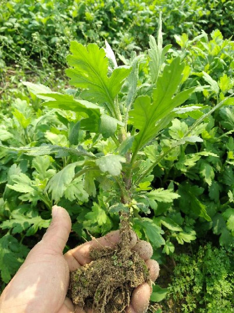 菊花种苗