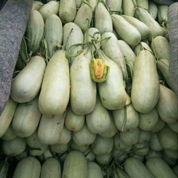 羊角蜜甜瓜精品1斤以上