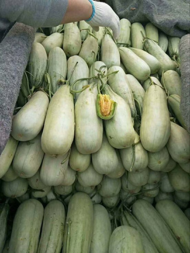 羊角蜜甜瓜精品1斤以上