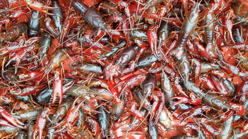 澳洲龙虾26~30只/kg