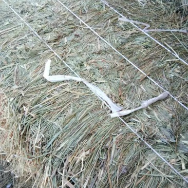 羊碱黑龙江自家草地的剪草，是牛羊的好伙伴吃完提高免疫力