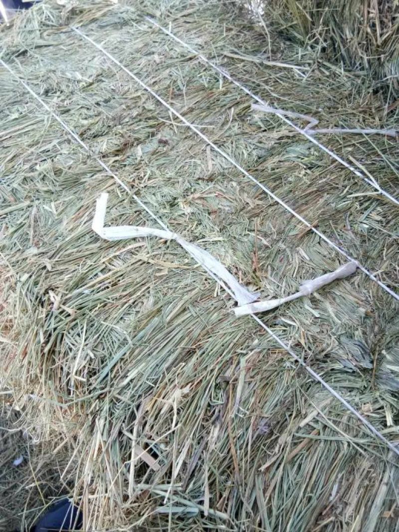 羊碱黑龙江自家草地的剪草，是牛羊的好伙伴吃完提高免疫力
