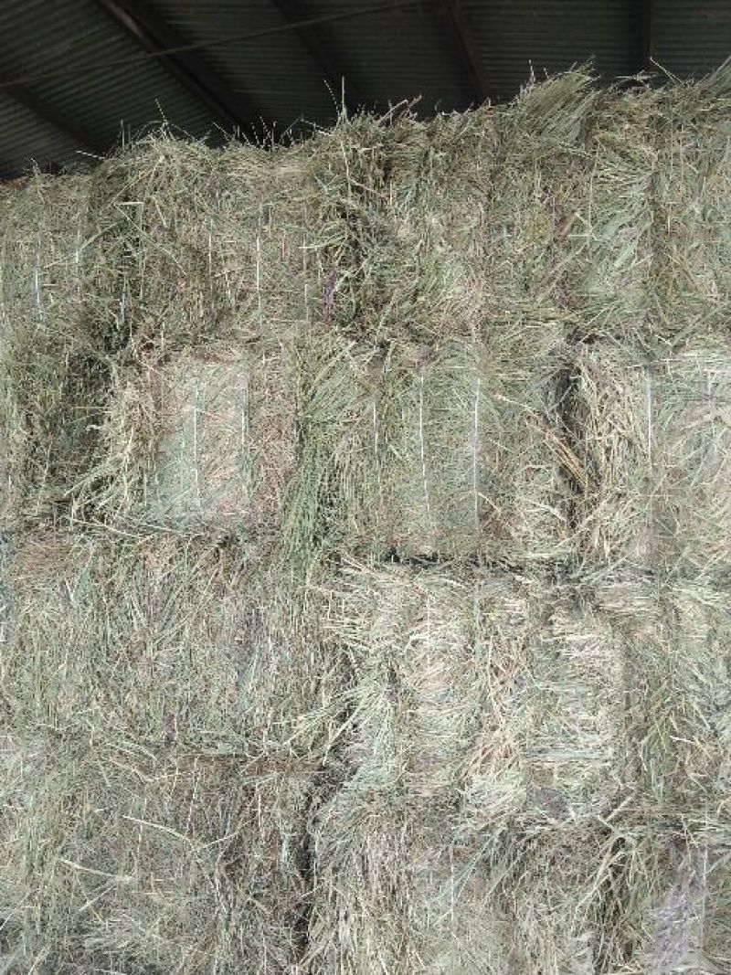 羊碱黑龙江自家草地的剪草，是牛羊的好伙伴吃完提高免疫力