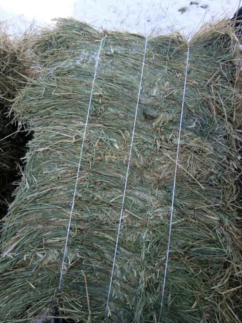 羊碱黑龙江自家草地的剪草，是牛羊的好伙伴吃完提高免疫力