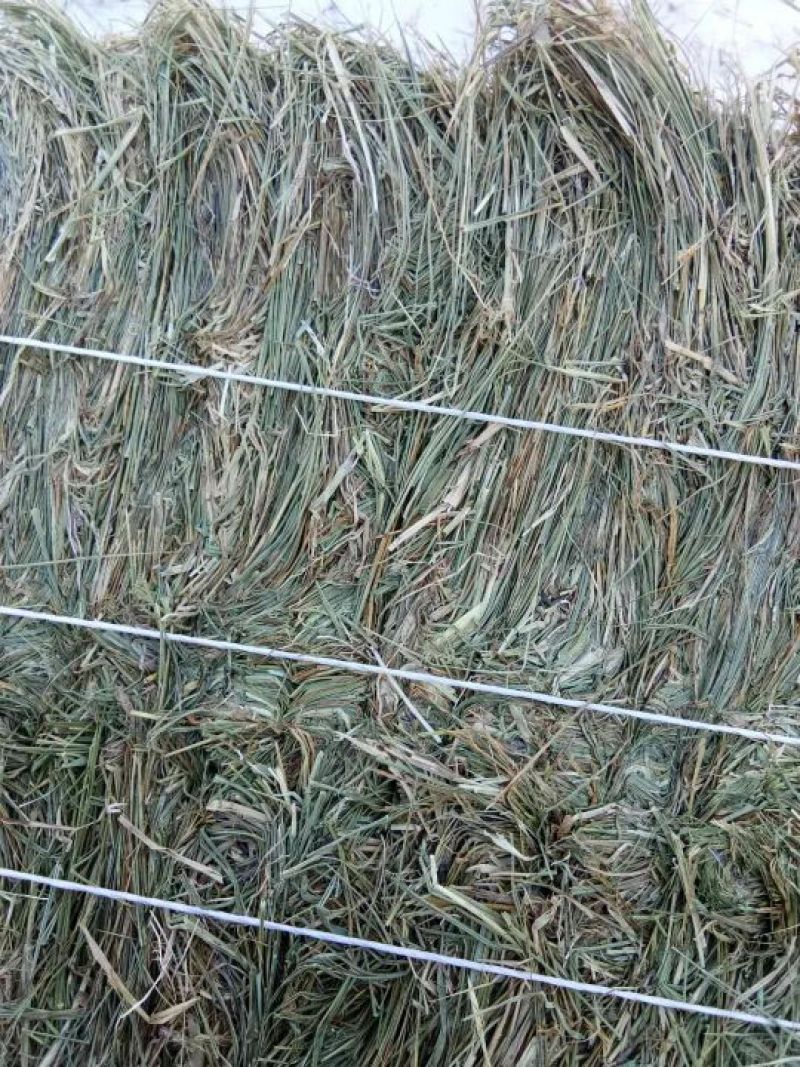 羊碱黑龙江自家草地的剪草，是牛羊的好伙伴吃完提高免疫力